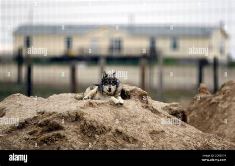 Carnivores Around The World 2025 𝙵𝚞𝚕𝚕 Episodes
