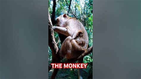 The Monkey 2025 𝚆𝚊𝚝𝚌𝚑 Online Free
